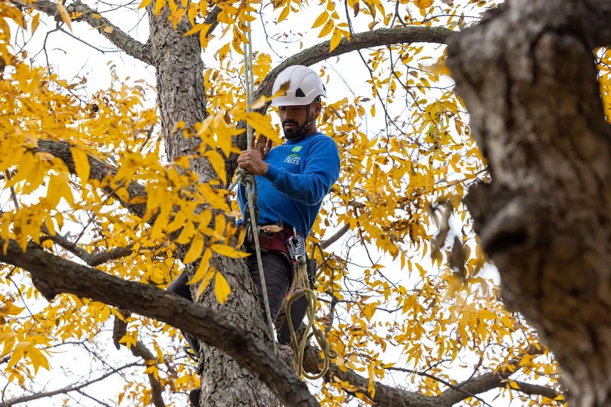 Skilled Tree Planing crew working in Buchanan